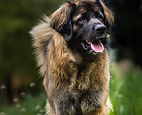 Jax
