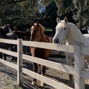taking care of our draft horses