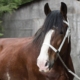 Clydesdale Horse: Facts, Origin & History