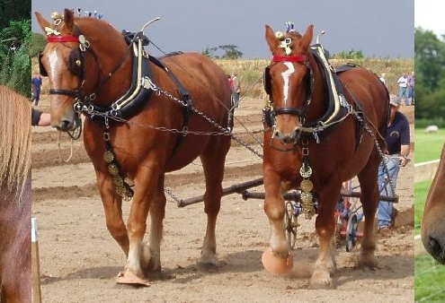 Suffolk Punch Horses
