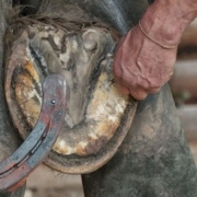 shoeing a horse