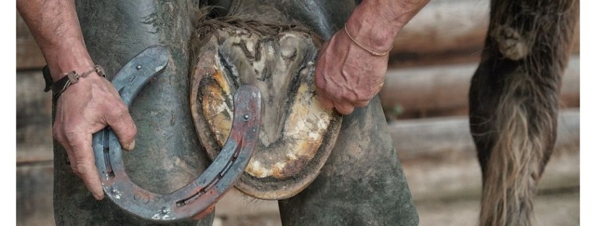 shoeing a horse