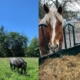 draft horse diet
