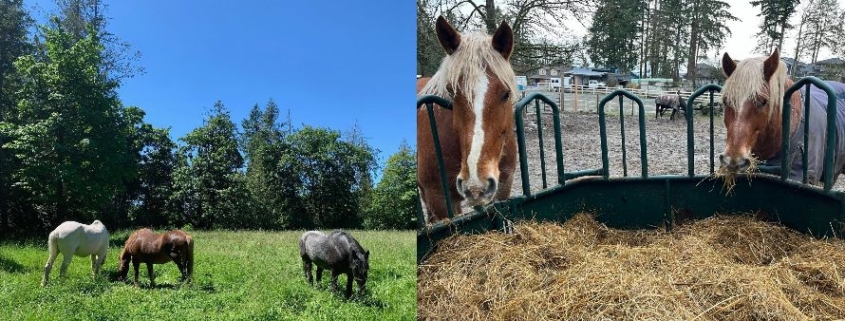 draft horse diet