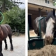 new horses